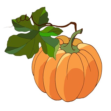 Isolate on a white background, autumn pumpkinのイラスト素材