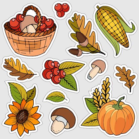 set of autumn decor, leaves, fruitsのイラスト素材