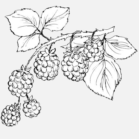drawing a pencil of raspberry berries with a branch and leavesのイラスト素材