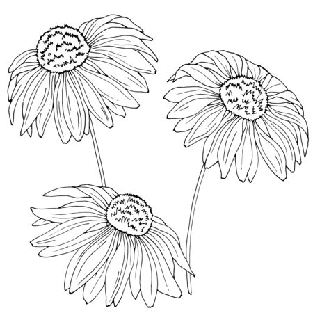 drawing of chamomile flowers in monochrome colorsのイラスト素材