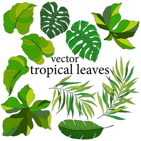 set of isolated leaves, tropical plantsのイラスト素材