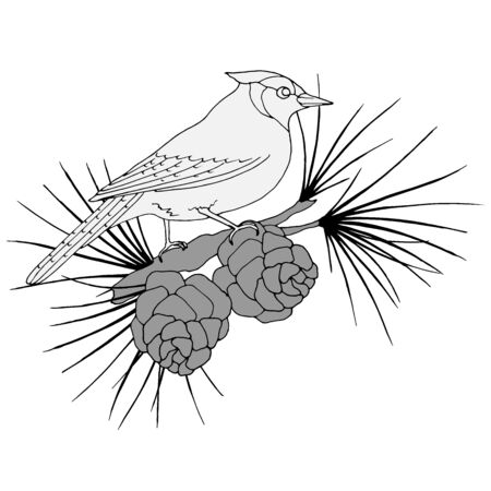 bird on a pine tree with a cone, a picture in gray colors, vector illustration, isolate on a white backgroundのイラスト素材