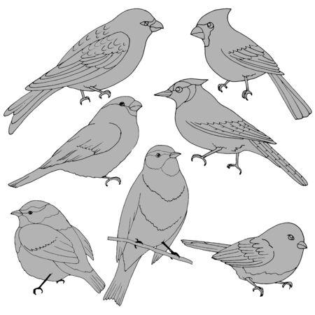 set of images of birds, drawing in gray colors, vector illustration, isolate on a white backgroundのイラスト素材