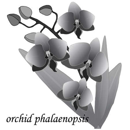 branch of orchids with leaves in gray colors, vector illustration, isolate on a white backgroundのイラスト素材