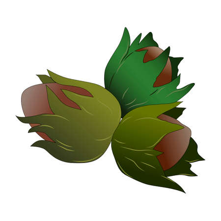 vector illustration, isolated on white background, cartoon-colored nuts in colorのイラスト素材
