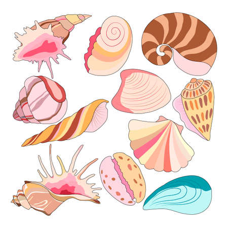 set of pictures of sea shells, vector illustration, isolate on a white backgroundのイラスト素材