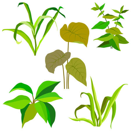 set of green plants, stems, herbs, leaves, vector illustration, isolate on a white backgroundのイラスト素材