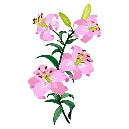 branch with flowers of lilies, colored drawing, vector illustration, isolate on a white backgroundのイラスト素材