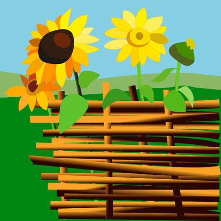background with fence peasant and sunflowers, for different designのイラスト素材