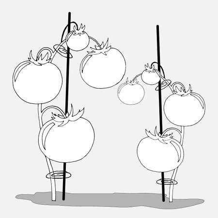 drawing in black and white, image of a tomato plant with fruits, vector illustration, isolateのイラスト素材