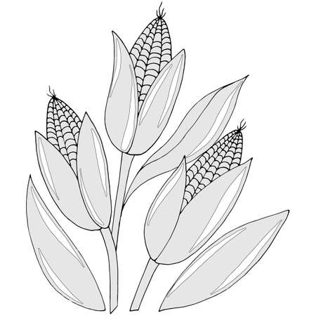drawing of corn with leaves in monochrome colors, vector illustration, isolate on a white backgroundのイラスト素材
