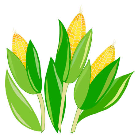 picture of corn, with leaves and yellow grains, vector illustration, isolate on a white backgroundのイラスト素材