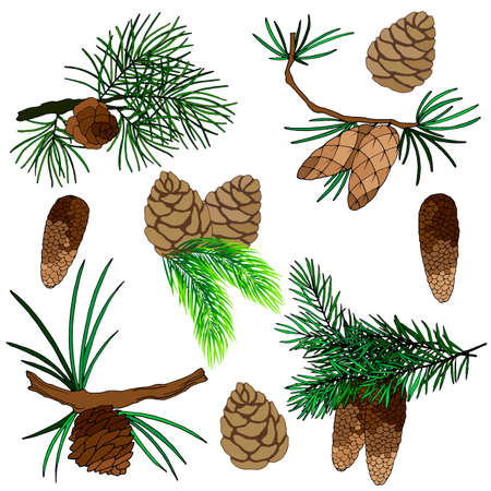 set of drawings, images of cones and branches of fir, pine trees, vector illustration, isolate on a white backgroundのイラスト素材