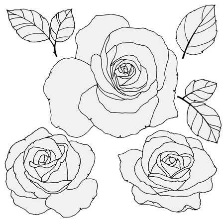 a set of floral elements, roses and leaves in monochrome colors, a linear drawingのイラスト素材