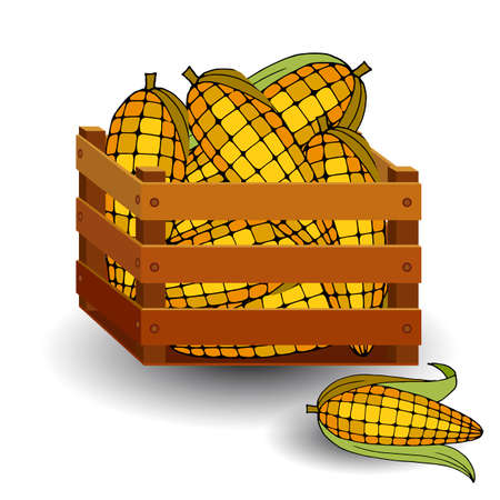 ripe corn in a wooden box, isolate on a white background, autumn fruitsのイラスト素材