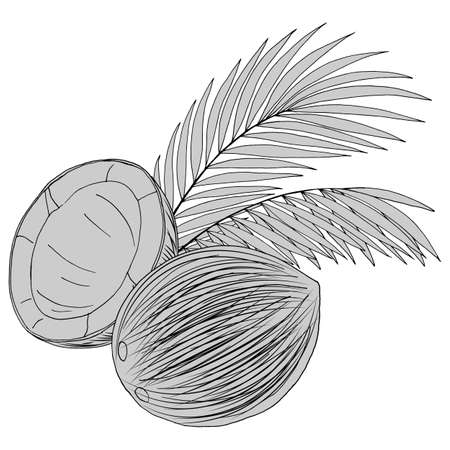 image of coconuts and palm leaves, isolate on a white background, tropical illustration in grayのイラスト素材