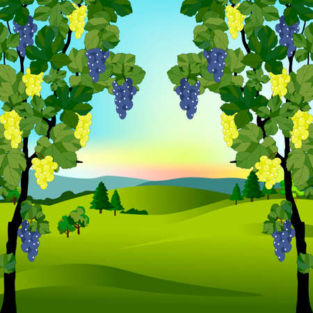 vector illustration, background with vineyard and landscape viewのイラスト素材