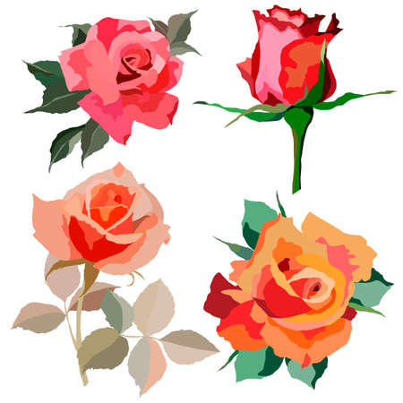 set of roses in bright colors, isolate on a white backgroundのイラスト素材
