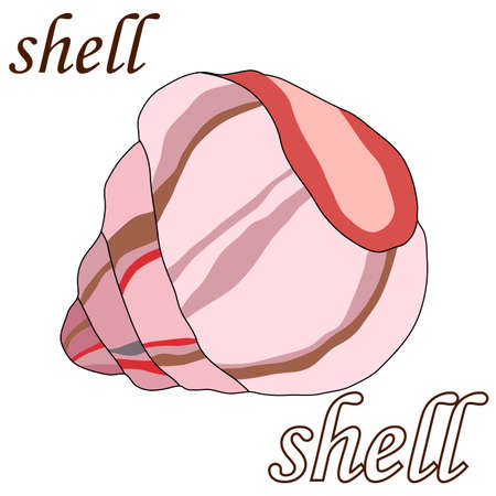 drawing of sea shell in bright colors, isolate on a white backgroundのイラスト素材