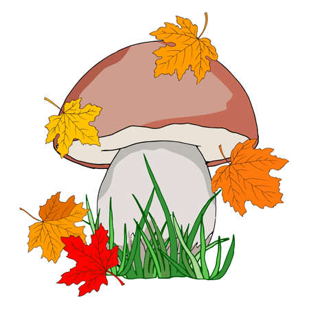 vector stock illustration, drawing of edible mushroom in autumn maple leaf, isolate on white background, ornament for children's bookのイラスト素材