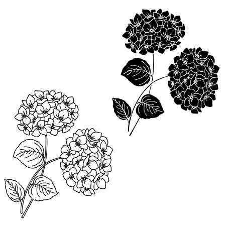 Vector illustration, hydrangea flowers, drawing in black, template, stencil, isolate on a white backgroundのイラスト素材