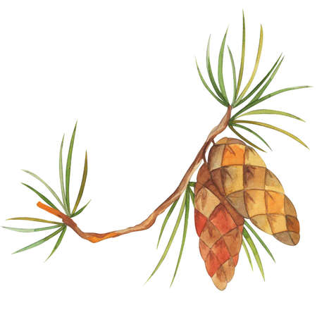 watercolor illustration, spruce branch with cones, isolate on a white background, for different breath and design of leaflets, pagesの写真素材