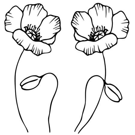 vector stock illustration, stylized poppy flower in black and white, ornament for tattoo, isolate on a white background, for different designのイラスト素材