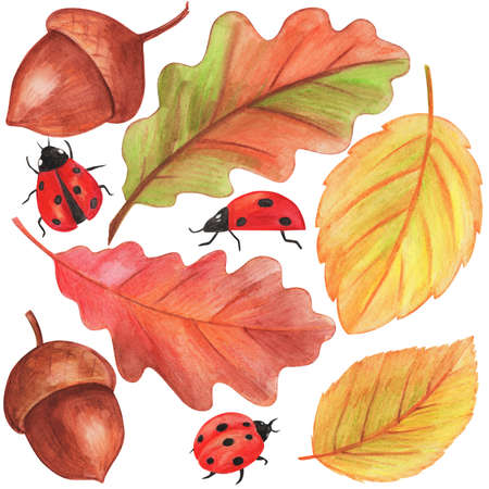 watercolor illustration, set of autumn drawings for design, yellow leaves, acorns, ladybugs, isolate on a white backgroundの写真素材