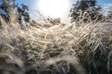 Feather grass gilded sunset or sunrise. Natural background. Meadow at sunset