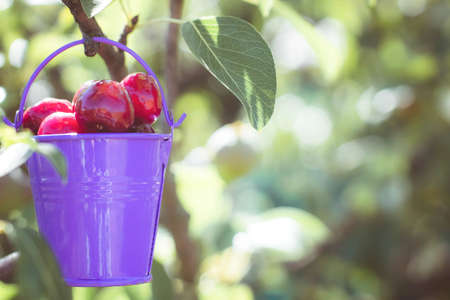 Fresh sweet cherry. Harvest ripe red cherries in orchard. Closeup picked berry in purple bucket....