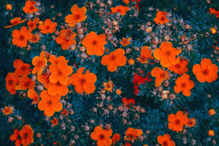 Yellow daffodils in garden. Inscription Hello Spring. Isolated flowers on green backgroundの写真素材