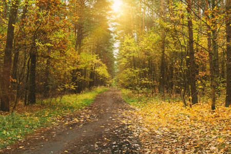 Yellow autumn forest. Way and falling leaves. Morning outdoors. Landscape with sunlightの写真素材