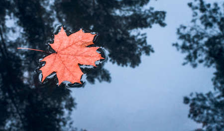 Red maple leaf in puddle of water. Autumn background. Fall conceptの写真素材