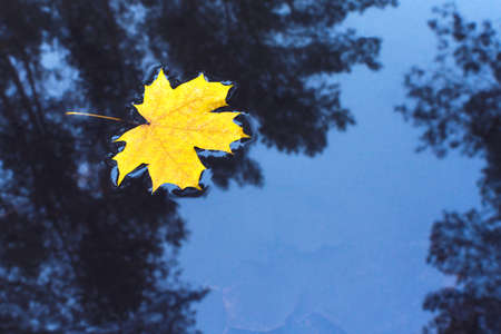 Yellow maple leaf in puddle of water. Autumn concept. Background