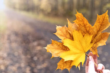 Female hand with bright yellow leaves outdoors. Autumn concept. Fall backgroundの写真素材