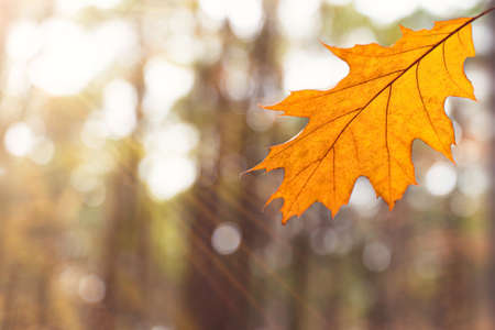 Autumn bright maple leaf in sun day. Fall - calm scene. Nature backgroundの写真素材