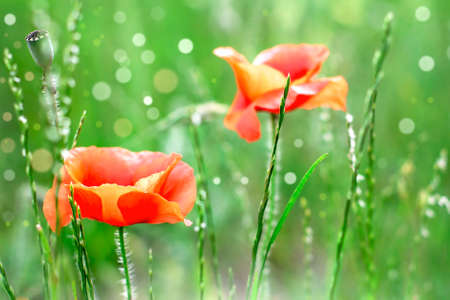 Two red poppies in field. Flowers on green background. Natureの写真素材