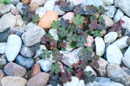 Pebbles and clover. Multi colored stones and grass. Lawn decoration. Backgroundの写真素材