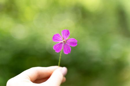 Pink flower in a female hand. Symbol of generosity, hope, care. spiritual conceptの写真素材