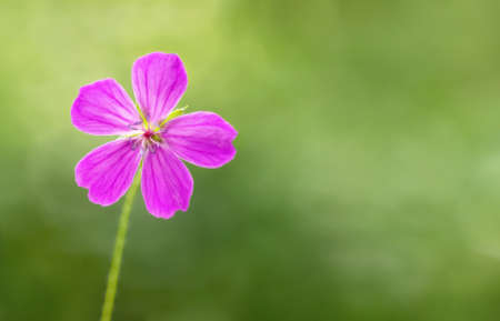 thank you. Pink flower on a green background. gratitude conceptの写真素材