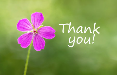 thank you. Pink flower on a green background. gratitude conceptの写真素材