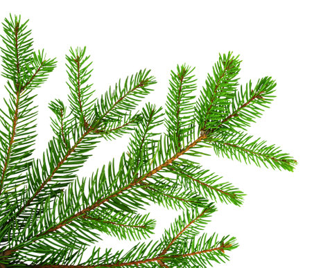 Spruce with cones. Young picea mariana on green background. Needles and purple conesの写真素材