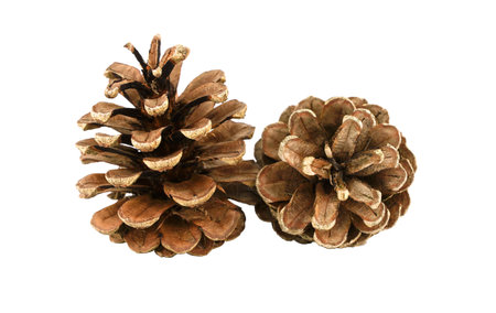 Two pine cones isolated on white backgroundの写真素材