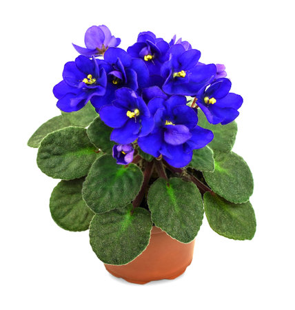 Violet flower isolated on white background. Beautiful indoor plant in a potの写真素材