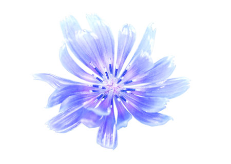 Isolated blue chicory flower. Macro of intybus. coffee alternative. Inulinの写真素材