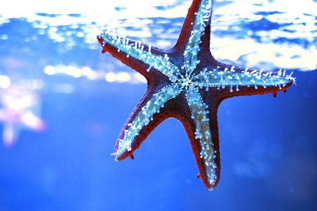 marine life. bright summer background. Starfish in blue water.の写真素材