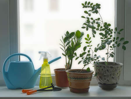 Indoor plants on the windowsill and tools for their care