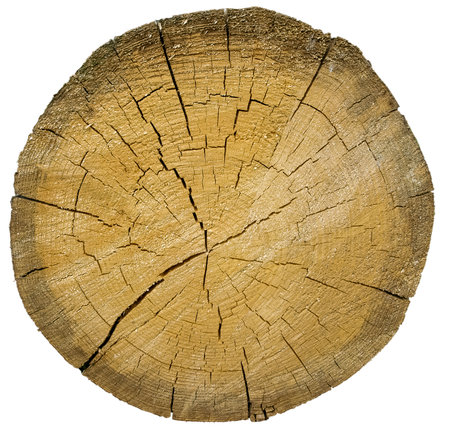 Round cut of a tree trunk with annual rings and cracksの写真素材