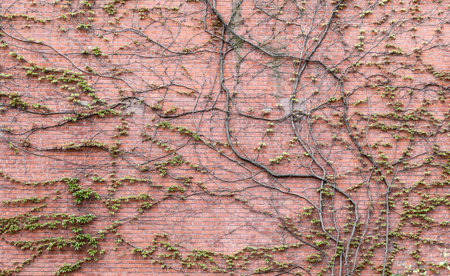 Garden wild grapes on a brick wall as a backgroundの写真素材
