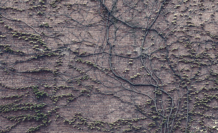 Garden wild grapes on a brick wall as a backgroundの写真素材